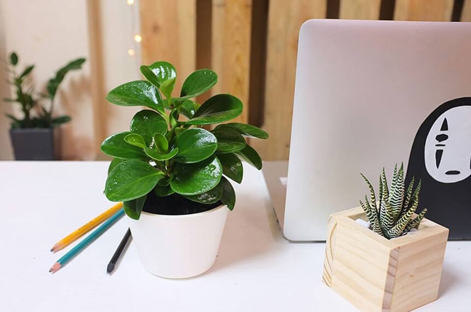 Đặt cây xanh trong phòng làm việc để tăng sinh khí