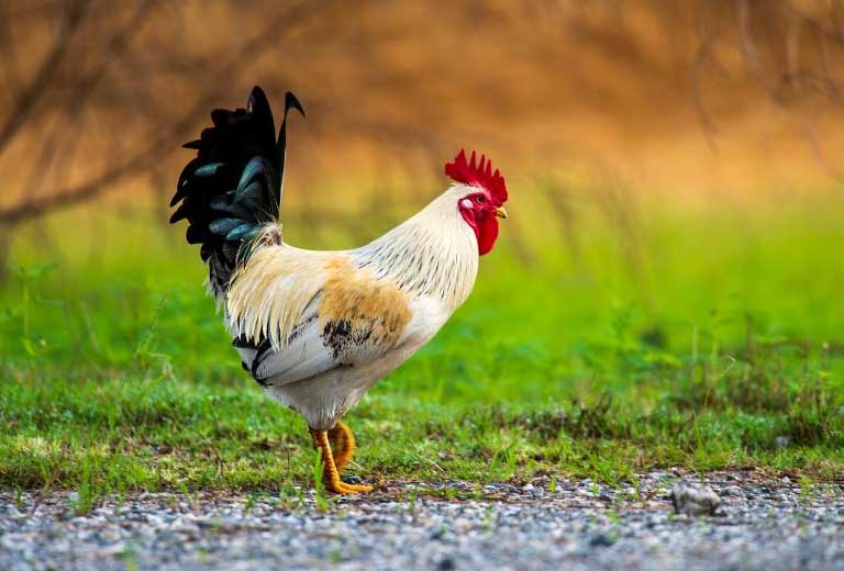 Nam mạng Kỷ Dậu 1969 mang mệnh Đại Trạch Thổ