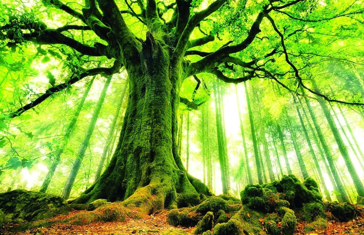 Nam mạng sinh năm 1989 Kỷ Tỵ thuộc mệnh Mộc