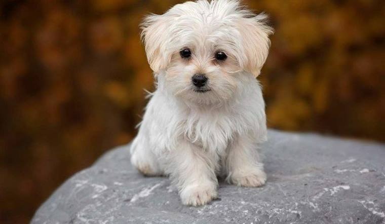 Tuổi Canh Tuất 1970 khắc màu đỏ, cam, hồng thuộc hành Hỏa