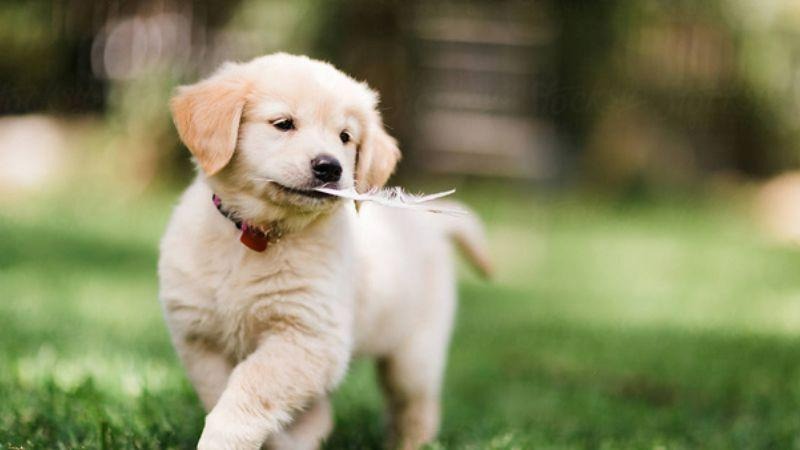 Nữ mạng tuổi Canh Tuất 1970 thuộc mệnh Kim khắc Hỏa, Mộc