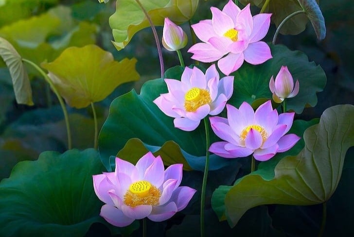 Cúng mùng 1 tháng 10 âm lịch là cách để gia đình thể hiện lòng thành kính với tổ tiên, thần linh