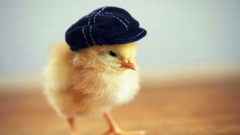 Ất Dậu 2005 giúp nữ 1992 thuận lợi về công danh