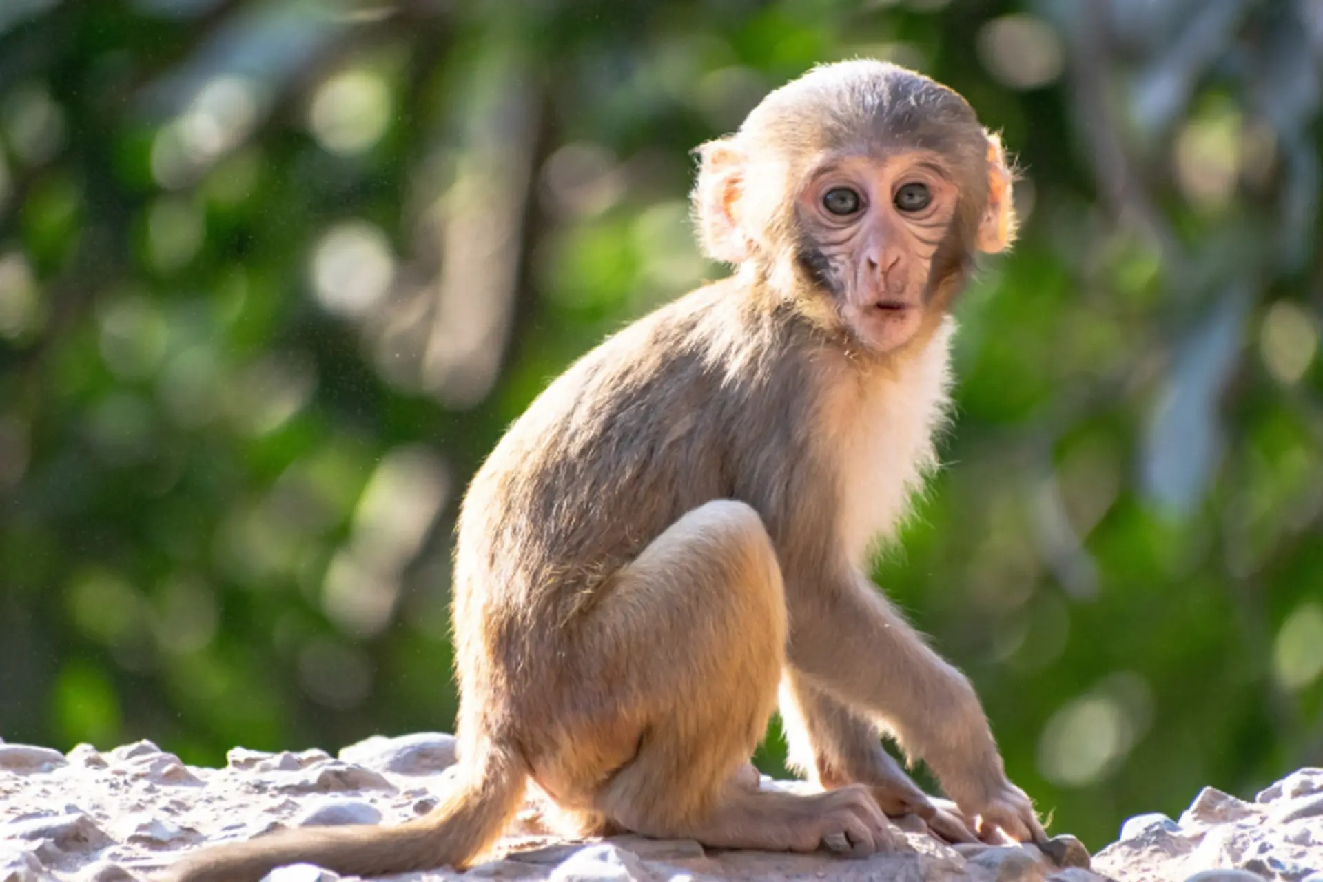 Nữ mạng tuổi Canh Thân 1980 thuộc mệnh Mộc tương sinh Hỏa