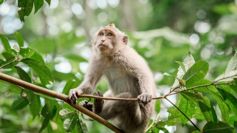 Nữ mạng tuổi Canh Thân 1980 hợp màu đen, xanh dương, đỏ, hồng