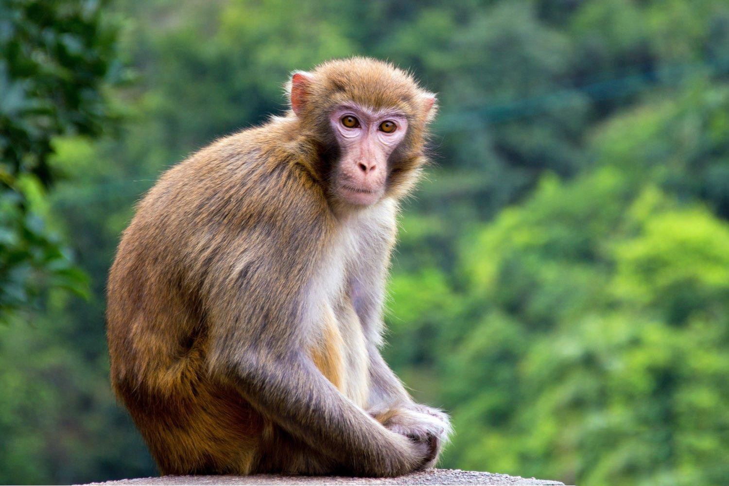 Tuổi Canh Thân 1980 hợp màu đen, xanh dương, xanh lá