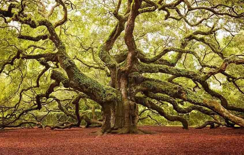 Mệnh Đại Lâm Mộc tượng trưng cho cây lớn trong rừng 