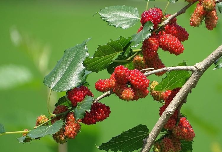 Nữ sinh năm 1973 (Quý Sửu) thuộc mệnh Mộc, cụ thể là Tang Đố Mộc