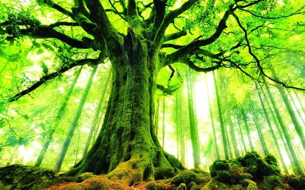 Nữ mạng tuổi Mậu Thìn 1988 thuộc mệnh Đại Lâm Mộc