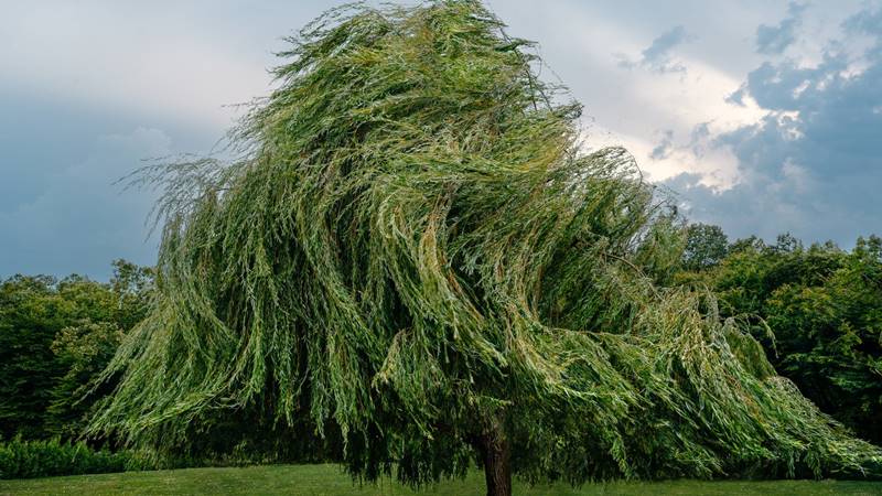 Nữ Nhâm Ngọ 2002 mang mệnh Dương Liễu Mộc mềm mại và uyển chuyển