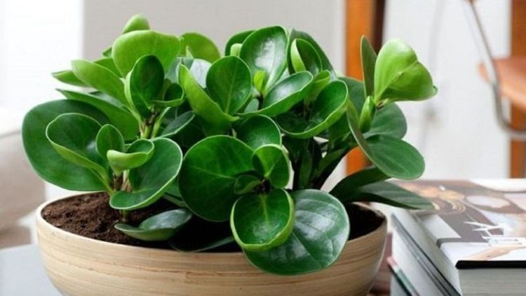 Đặt cây cạnh bàn học giúp cân bằng phong thuỷ cho nữ Nhâm Ngọ 2002