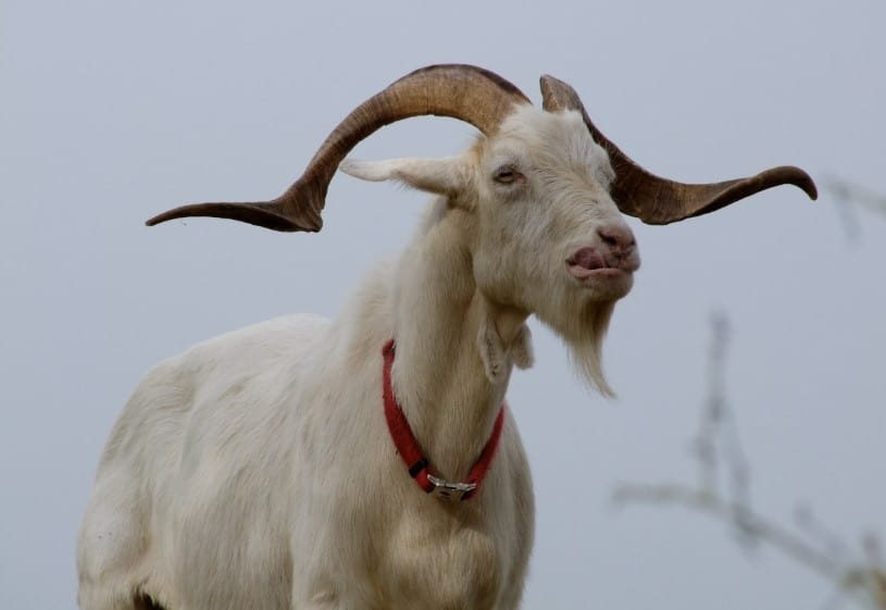 Nữ mạng tuổi Quý Mùi 2003 mệnh Mộc khắc Kim và Thổ