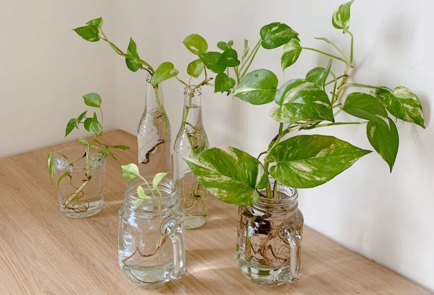 Trồng cây xanh hoặc đặt bình nước pha lê trong nhà sẽ tăng luồng năng lượng Thủy