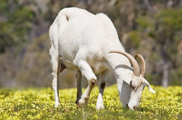 Tìm hiểu tổng quan về nữ mạng tuổi 1955 Ất Mùi trong năm 2026