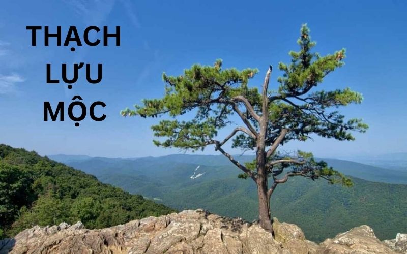 Mệnh Thạch Lựu Mộc tượng trưng cho sức bền giúp nữ Tân Dậu vượt qua thách thức trong năm 2026