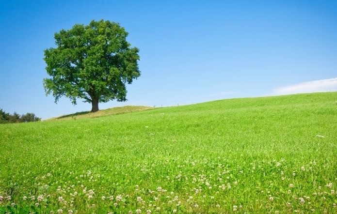 Nam 1958 Mậu Tuất thuộc mệnh Mộc