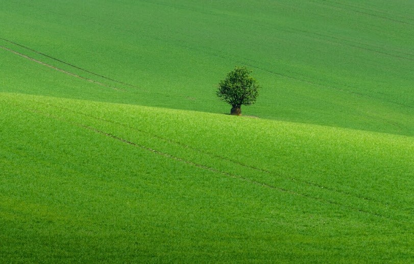 Nữ tuổi Mậu Tuất mang mệnh Bình Địa Mộc