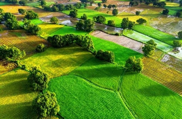 Nữ Mậu Tuất 1958 thuộc mệnh Bình Địa Mộc