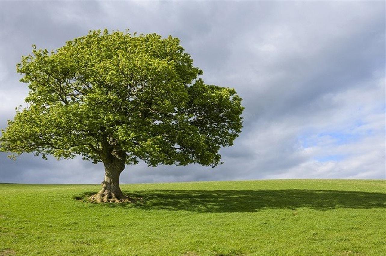 Người sinh năm 1959 Kỷ Hợi mang mệnh Bình Địa Mộc 