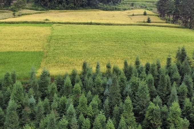 Nữ mạng sinh năm 1959 thuộc mệnh Bình Địa Mộc