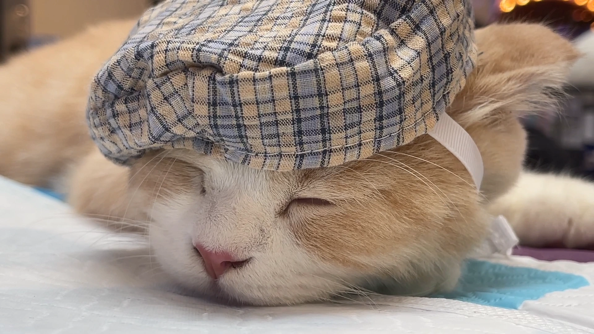 Năm 2026 nam Quý Mão 1963 cần lưu ý đến sao chiếu mệnh và hạn Tam Kheo