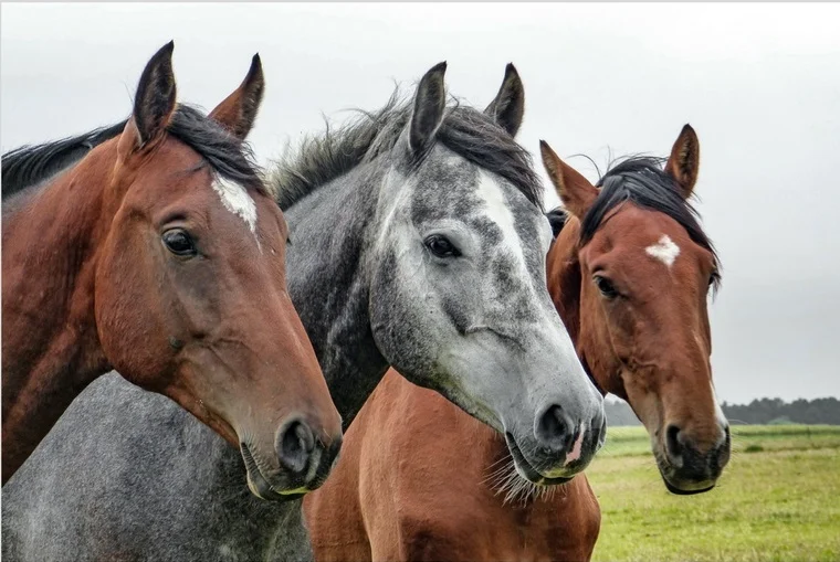 Tử vi hôm nay khuyên tuổi Ngọ cần cẩn trọng với các mối quan hệ xung quanh, tránh các thị phi không đáng có
