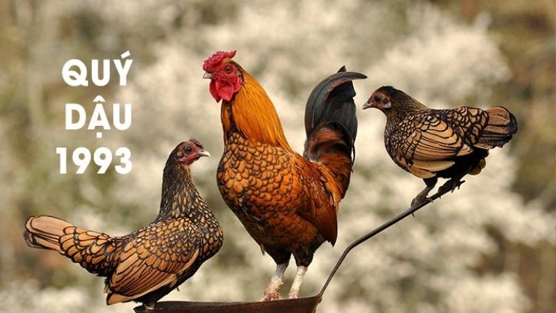 Nam Quý Dậu 1993 thuộc nạp âm Kiếm Phong Kim