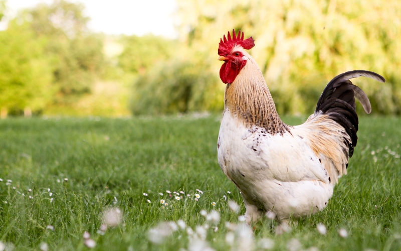 Nữ Quý Dậu sinh năm 1993 thuộc mệnh Kiếm Phong Kim