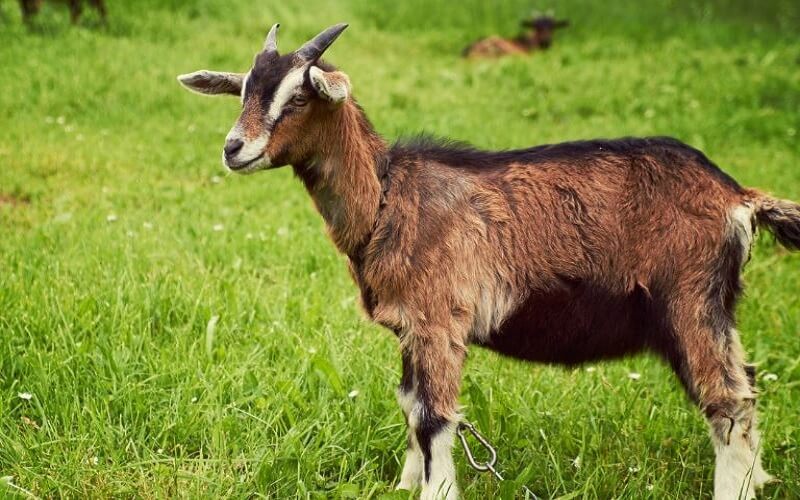 Nhiều giờ mang năng lượng cát lợi cho việc mở đầu hành trình của nam Quý Mùi 2003