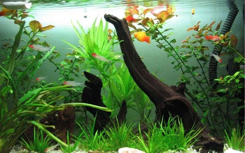 Đại Lâm Mộc gặp Thiên Hà Thủy tạo nền tảng thuận lợi cho làm ăn năm 2026