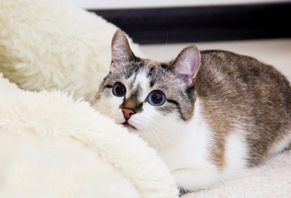 Hôm nay là một ngày khá suôn sẻ và thuận lợi với tuổi Mão, đặc biệt là trong công việc