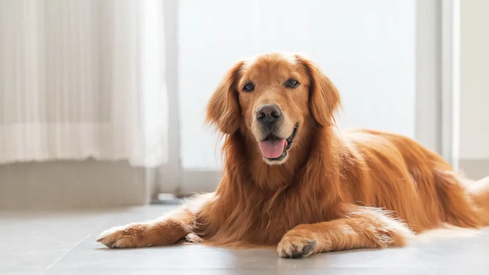 Người tuổi Tuất được khuyên cần học cách giữ bình tĩnh, kiểm soát cảm xúc, tránh nóng vội mà ảnh hưởng tới công việc