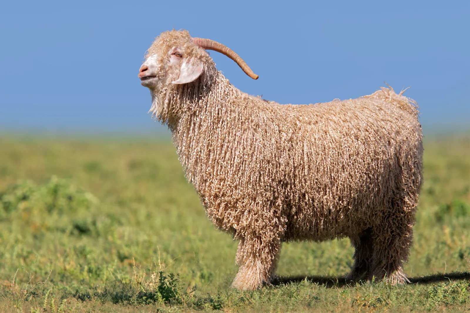 Kỷ Mùi 1979 mang nạp âm Thiên Thượng Hỏa mạnh mẽ