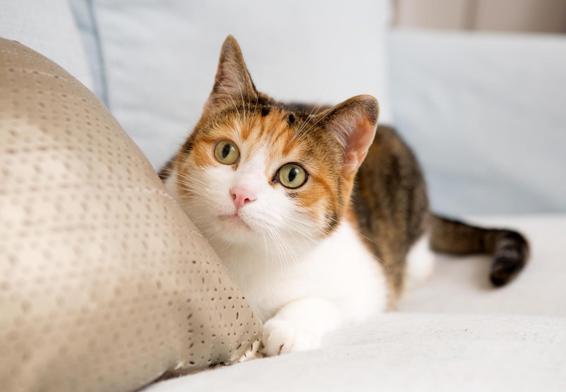 Đinh Mão 1987 mang mệnh Lư Trung Hỏa hợp với các hành Mộc và Hoả