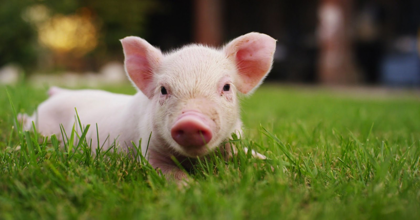 Nam tuổi Tân Hợi 1971 nên xem tuổi xây nhà dựa trên các yếu tố phong thuỷ 