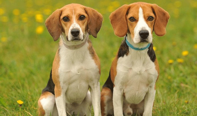 Giáp Tuất 1994 có xu hướng theo đuổi những mục tiêu lớn trong cuộc sống