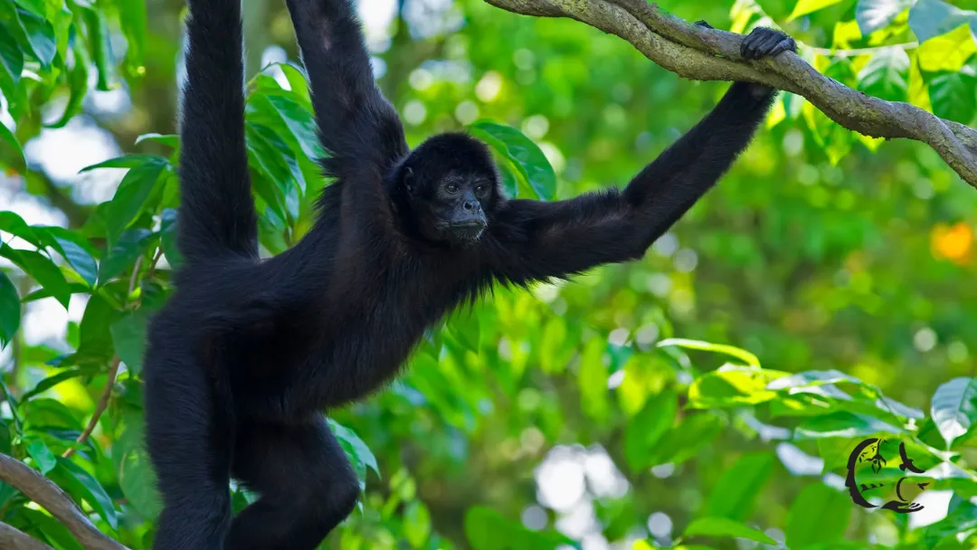 Hôm nay là một ngày đầu tuần khá suôn sẻ và thuận lợi với người tuổi Thân