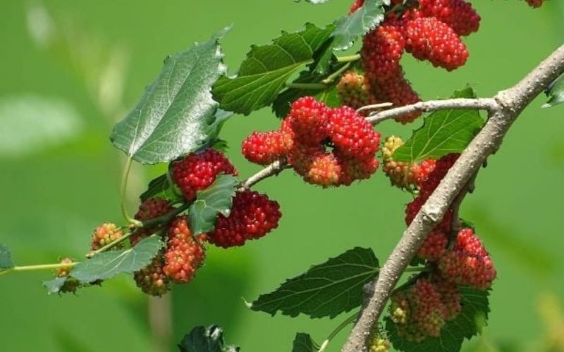 Tang Đố Mộc là mệnh chủ của sự uyển chuyển nhưng vẫn mạnh mẽ