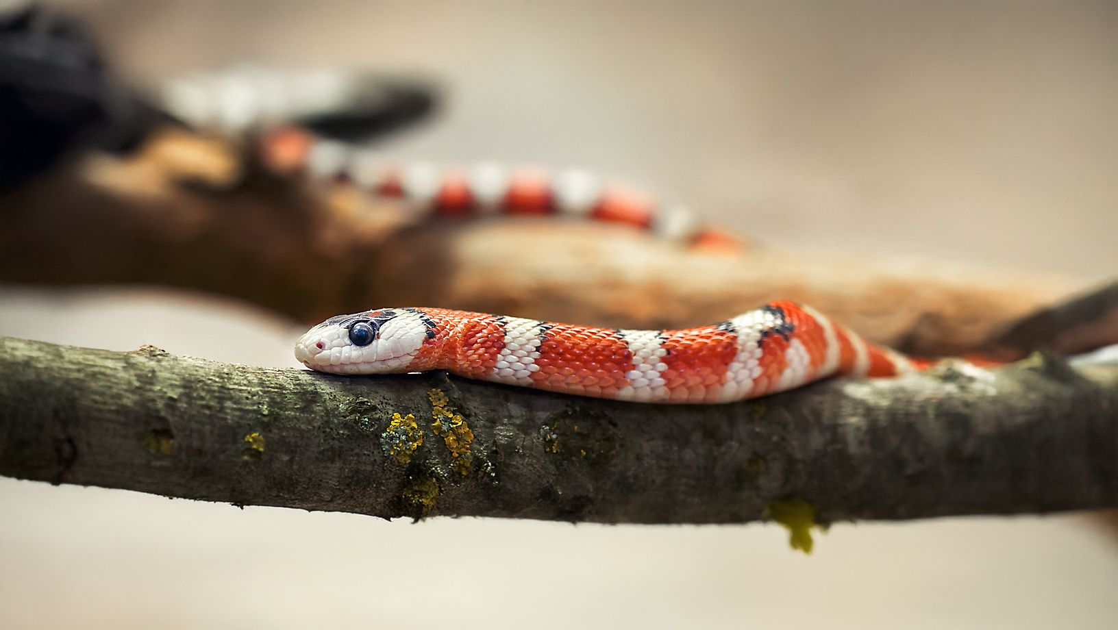 Thứ 4 này người tuổi Tỵ có thể dễ bị cảm xúc chi phối tâm trạng cả ngày