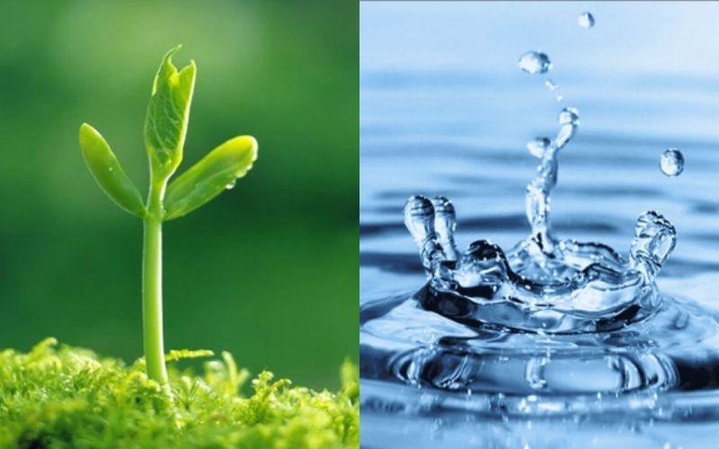 Đại Lâm Mộc gặp Thiên Hà Thủy năm Bính Ngọ mang đến nhiều năng lượng thúc đẩy cho tuổi Thìn 1988