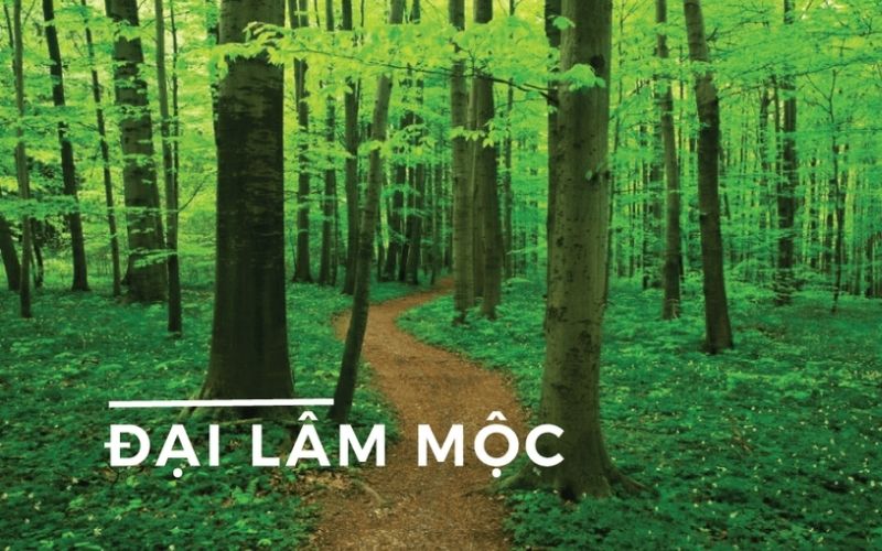 Mệnh Đại Lâm Mộc giúp gia chủ 1989 có nền tảng vững vàng khi chọn năm làm nhà