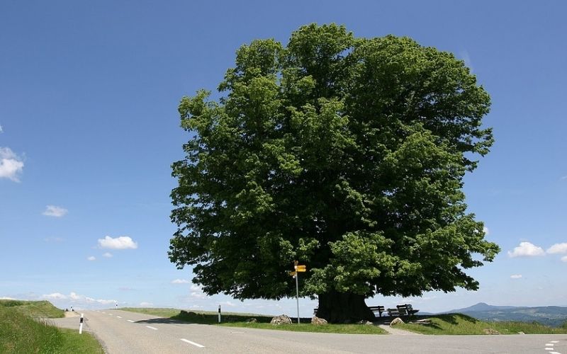 Đại Lâm Mộc ví như cây lớn giữa rừng, vững vàng trước thử thách