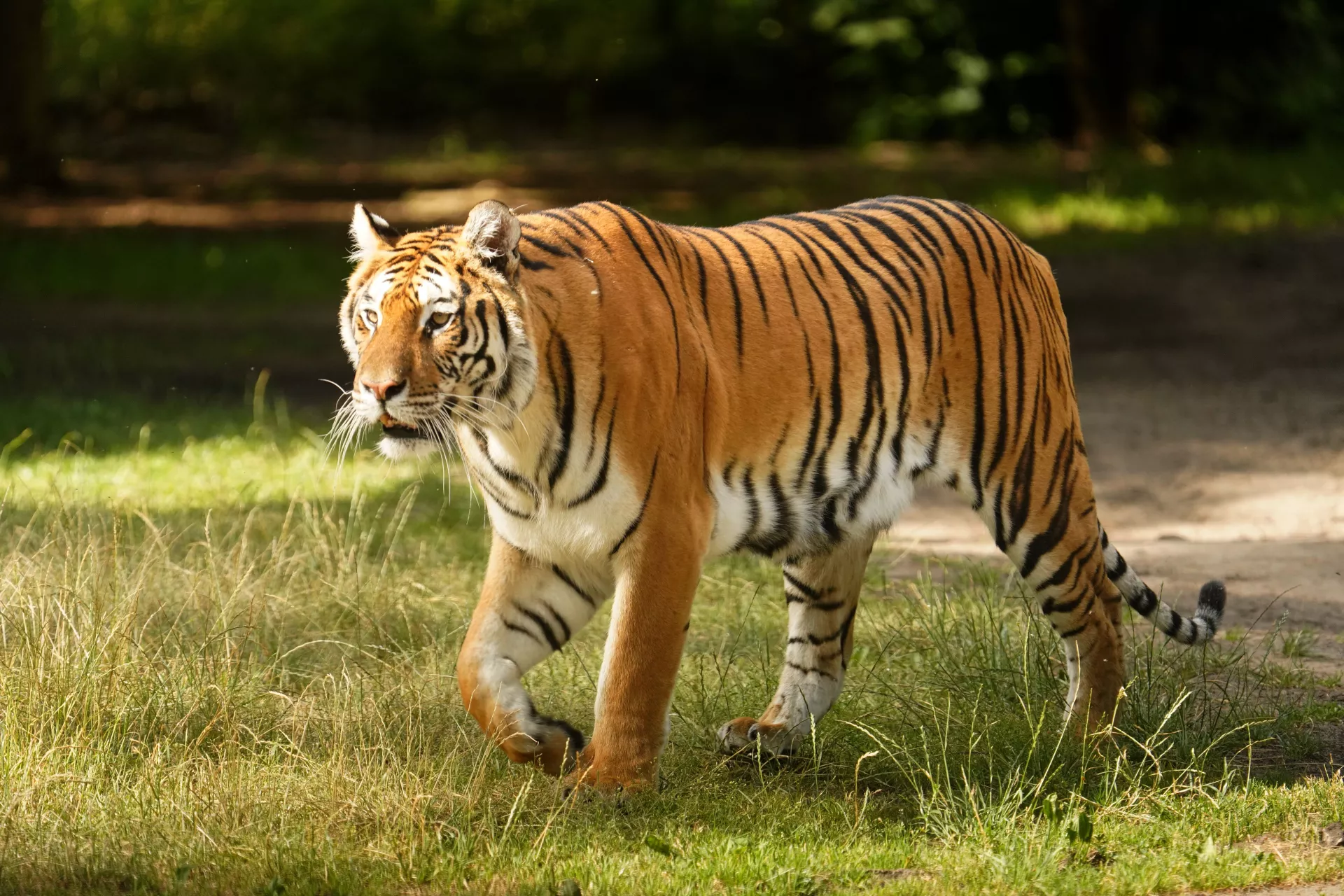 Tử vi hôm nay dự đoán rằng người tuổi Dần có thể đón nhận được tin vui liên quan tới tài chính