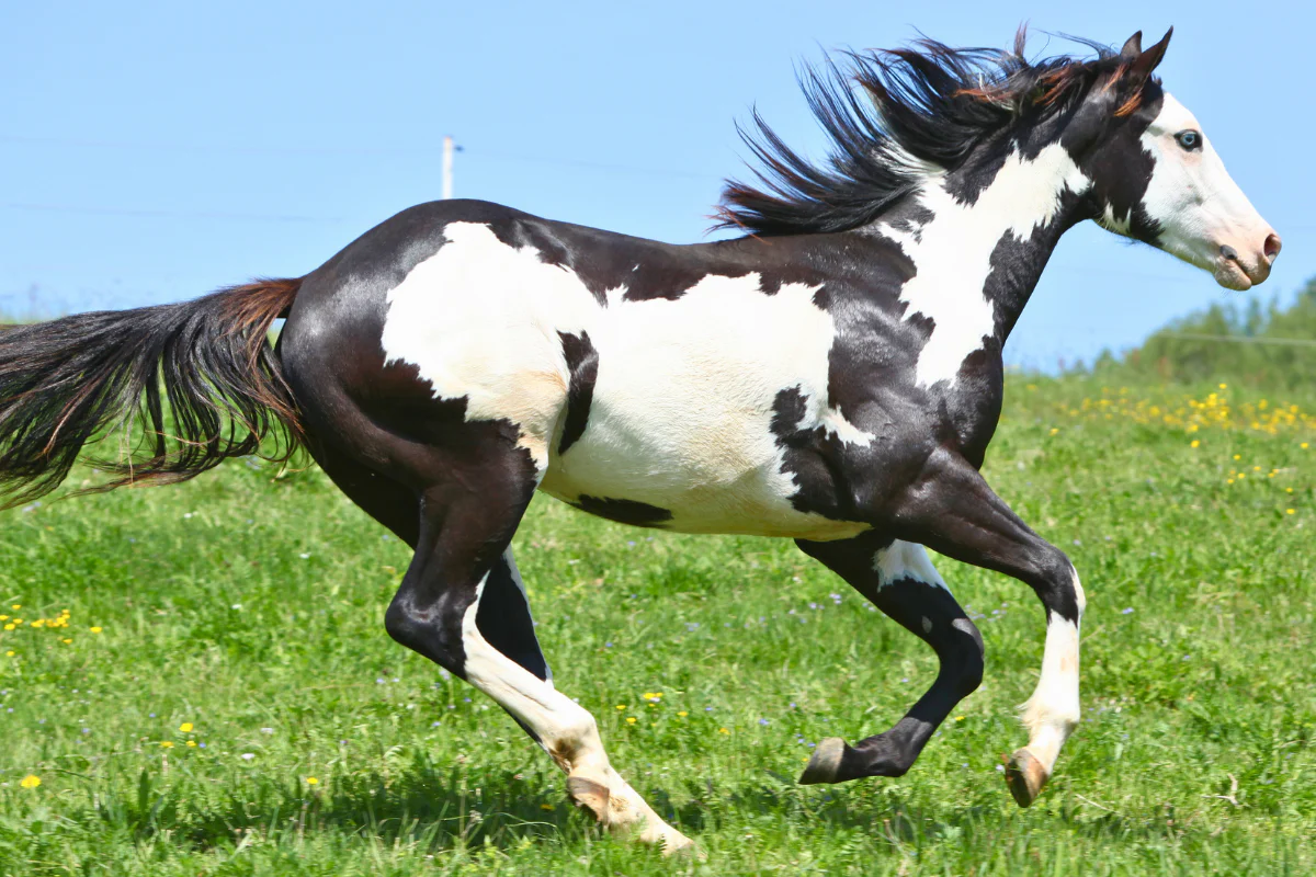 uổi Ngọ được khuyên nên biết lượng sức mình, nếu đơn độc làm việc sẽ không được kết quả như ý 