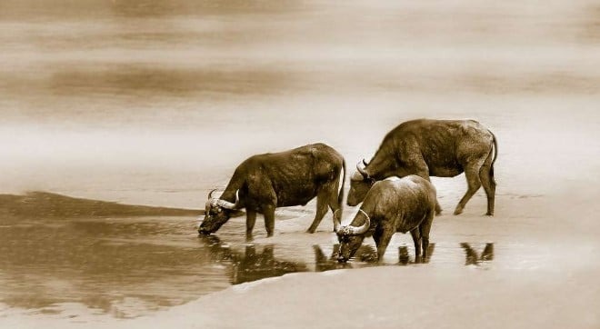 Nam mạng Đinh Sửu 1997 mang nạp âm Thủy linh hoạt, mềm mại