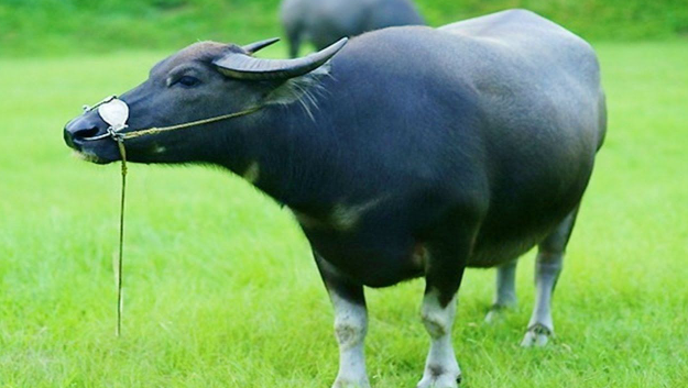 Nữ Ất Sửu 1985 thường tìm kiếm người bạn đời biết sẻ chia, thấu hiểu