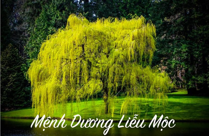 Nữ Quý Mùi hợp kết hôn với người có ngũ hành tương sinh với bản mệnh Dương Liễu Mộc 