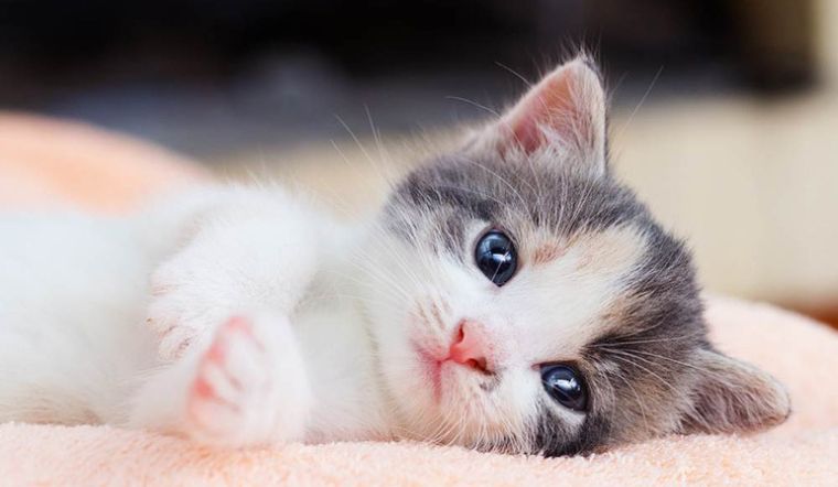 Nữ Kỷ Mão luôn cố gắng tạo nền tảng ổn định cho gia đình