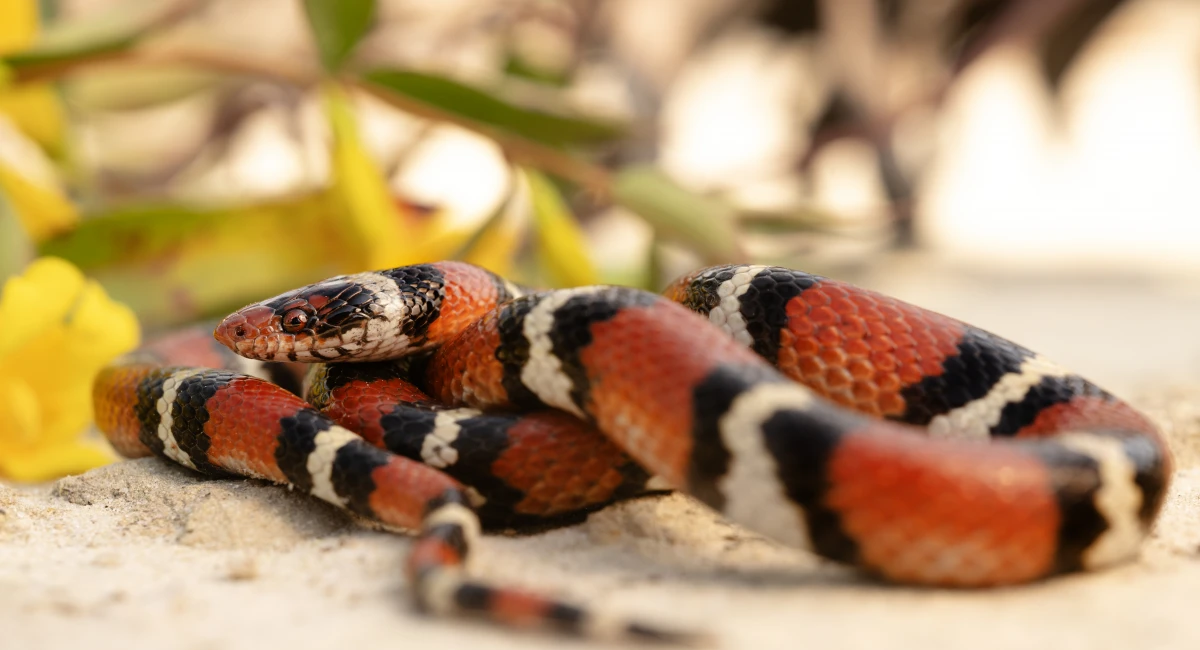 Thứ 4 này người tuổi Tỵ sẽ phải đối mặt với không ít phiền não, song bạn sẽ có quý nhân giúp đỡ vượt qua thử thách