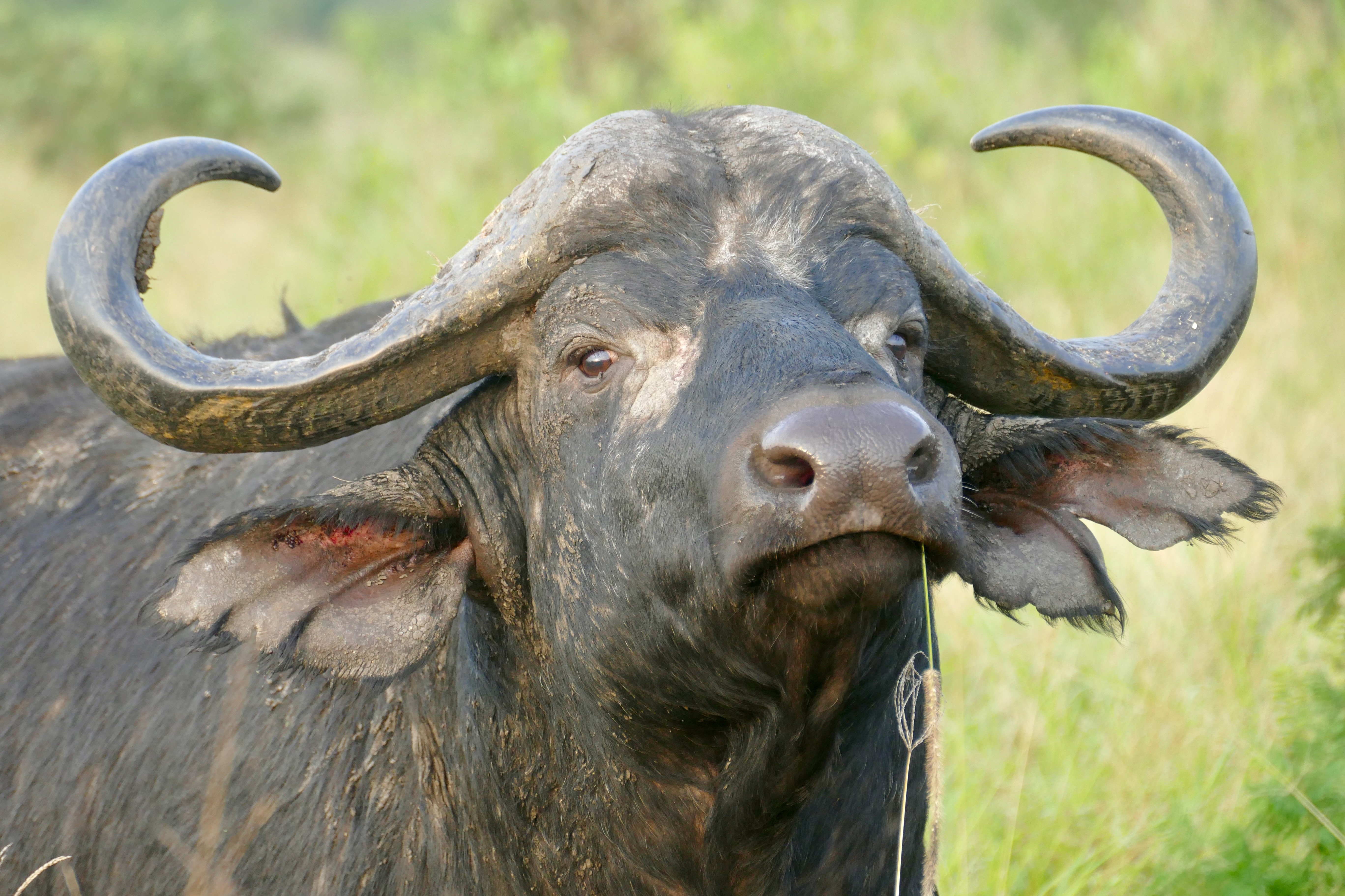 Thứ 7 này không phải là một ngày quá may mắn với người tuổi Sửu